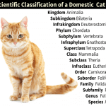Scientific Classification Domestic Cat
